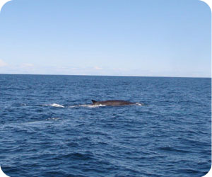 Marco Island attractions
