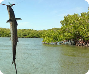 Everglades Fishing