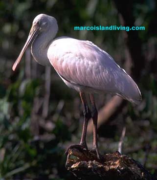 everglades photos, everglades photo tours, Florida Everglade Attractions, Everglades Nature