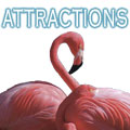Attractions, Marco Attractions, Florida Attractions, Things to Do, Family Attractions, Marco Attraction Guide, Marco, FL