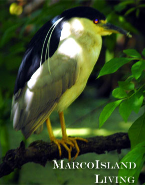 Birding,Florida Bird Trails, Flamingos,Marco Island Birds, Marco Island Birding,FLorida Birds,Florida Birding