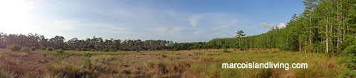 Audubon Birding Centers in Florida - Corkscrew Swamp Bird Sanctuary