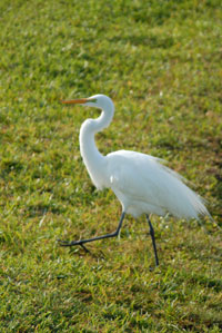 pic/bird crane