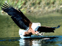 Bird Photos, Photo Sharing,wildlife photography,birding,bird,eagles,egrets,hawks,falcon,Marco Island Eagle,Marco Eagle,American Eagle