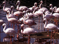 Flamingos FL Birding