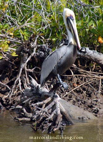 Pelican Florida Birdwatching