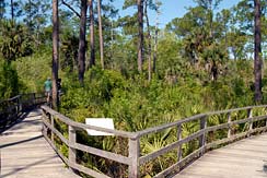 Corkscrew Swamp Sanctuary Boardwalk Birdwatching WIldlife Viewing