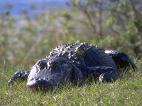 Alligator Crocodile Reptile Photographs Marco Island Wildlife Florida