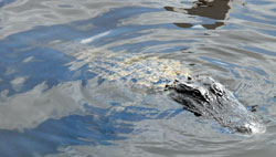 Alligator Alley Everglades Florida