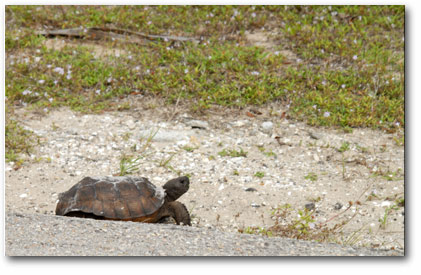 Gopher Turtle, Gopher Tortoise