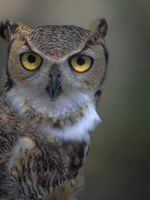 Burrowing Owls Florida