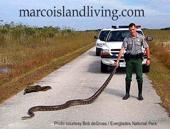 Florida Python Photos