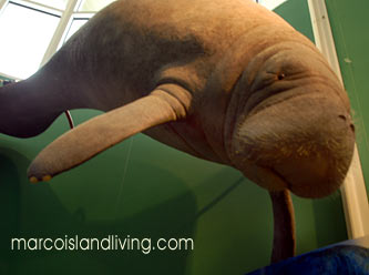 rookery_manatee Manatee Tours