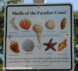 South Florida Shelling Marco Island Florida Shelling Shellfish Shell  Gathering Shell Conch Collecting