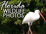 Florida Wildlife photos