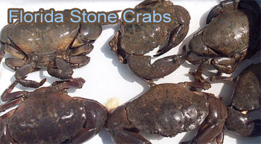 florida-stone-crabs