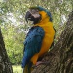 Parrot at Bird Gardens of Naples