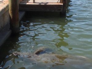 Manatee Calf with Baby