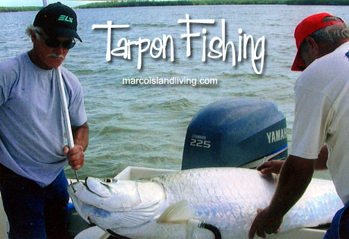 Tarpon fishing in the Florida Everglades.