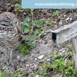 A nesting owl. Click to enlarge.