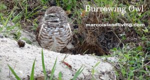 Burrowing Owls may be seen nesting on Marco Island. Click to enlarge view.