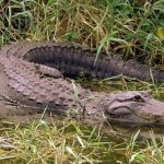 Florida Gator, Alligator