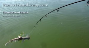 bonnethead-shark