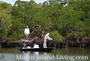 flying-in-the-everglades