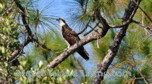 Osprey