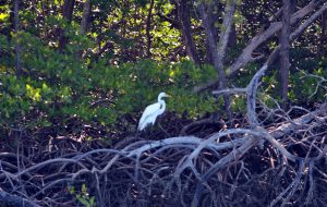Florida sight-seeing tours from Double R's 