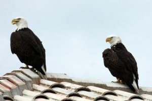 American Bald Eagles in Florida Everglades