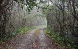 Fakahatchee Strand Preserve FL State Park Everglades