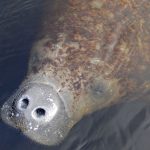 Florida Manatee Tours