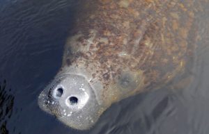 Florida Manatee