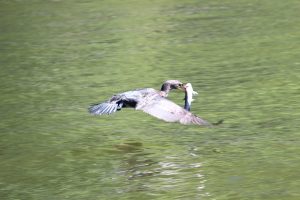 Everglades Wildlife Viewing Tours