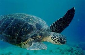 sea turtle