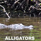 FL Alligators