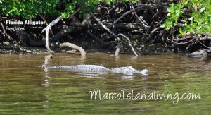 FL Gator