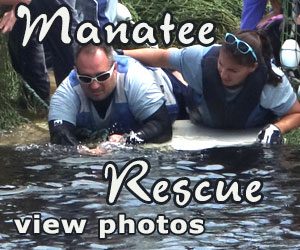 Manatee rescue
