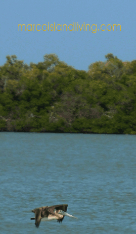 Visit Goodland, Paradise Coast FL