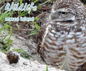 Florida Everglades Wildlife Photographs, Photo Tours, Slide Shows