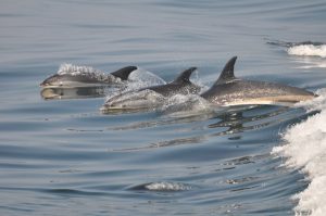 Three Dolphin Swimming