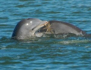 Dolphin with starfish