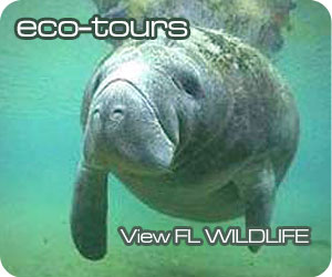 Double Rs Fishing Eco Tours of the Florida Everglades Everglades FL Eco Tours