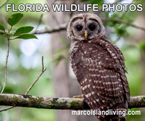 FL Wildlife Photos