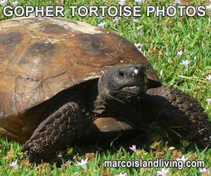 Gopher Tortoise Slideshow