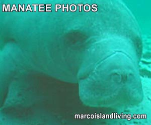 Manatee Photos