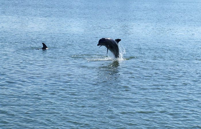 10,000 islands boat tours